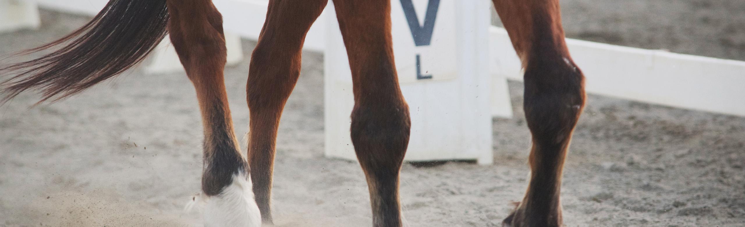 riding arena flooring, horse arena rubber, close up horse legs