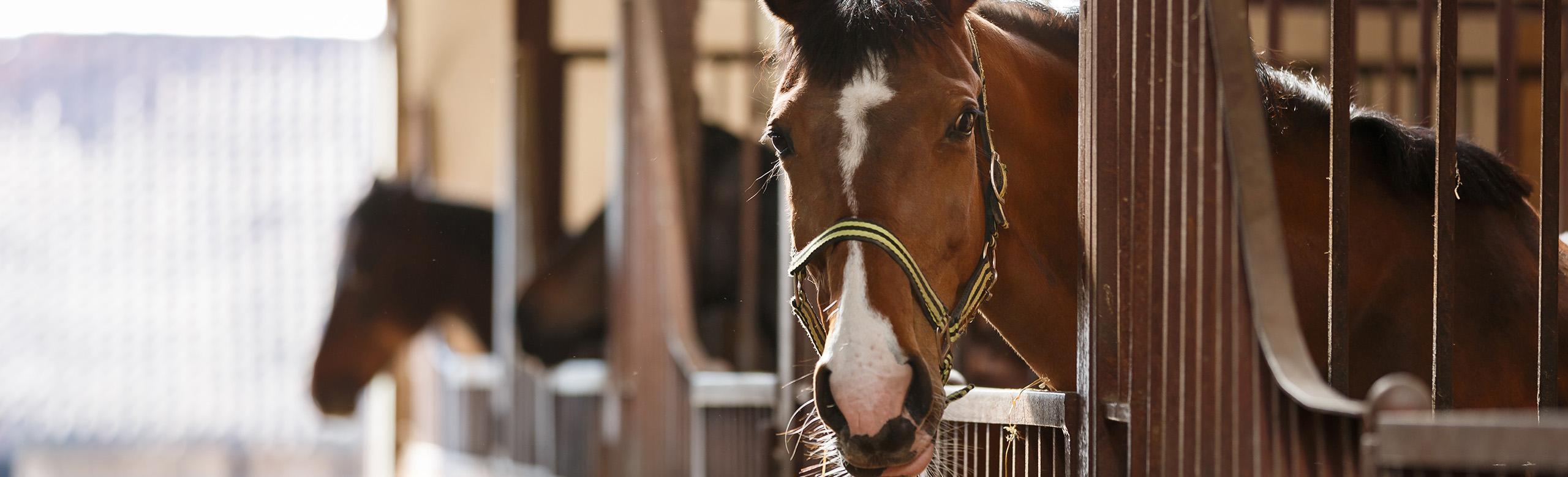 Stable box with REGUPOL equiline stable mats - safe and comfortable horse floors for species-appropriate housing Horses in a stable box with non-slip and joint-friendly REGUPOL equiline stable mats - for comfort, hygiene and sure-footedness in the stable area